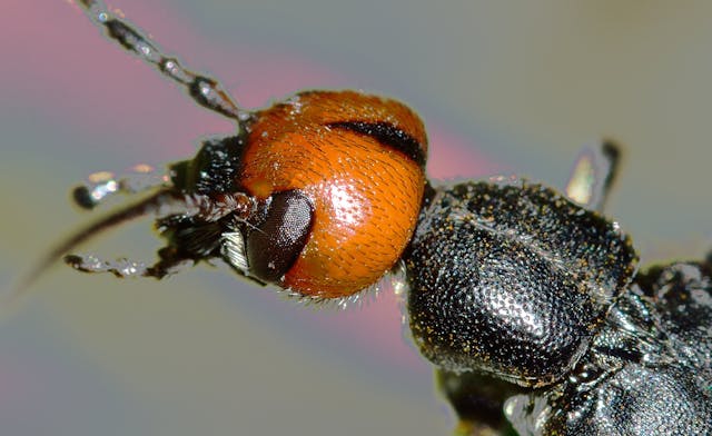 Vijf waardevolle tips voor bescherming tegen insecten