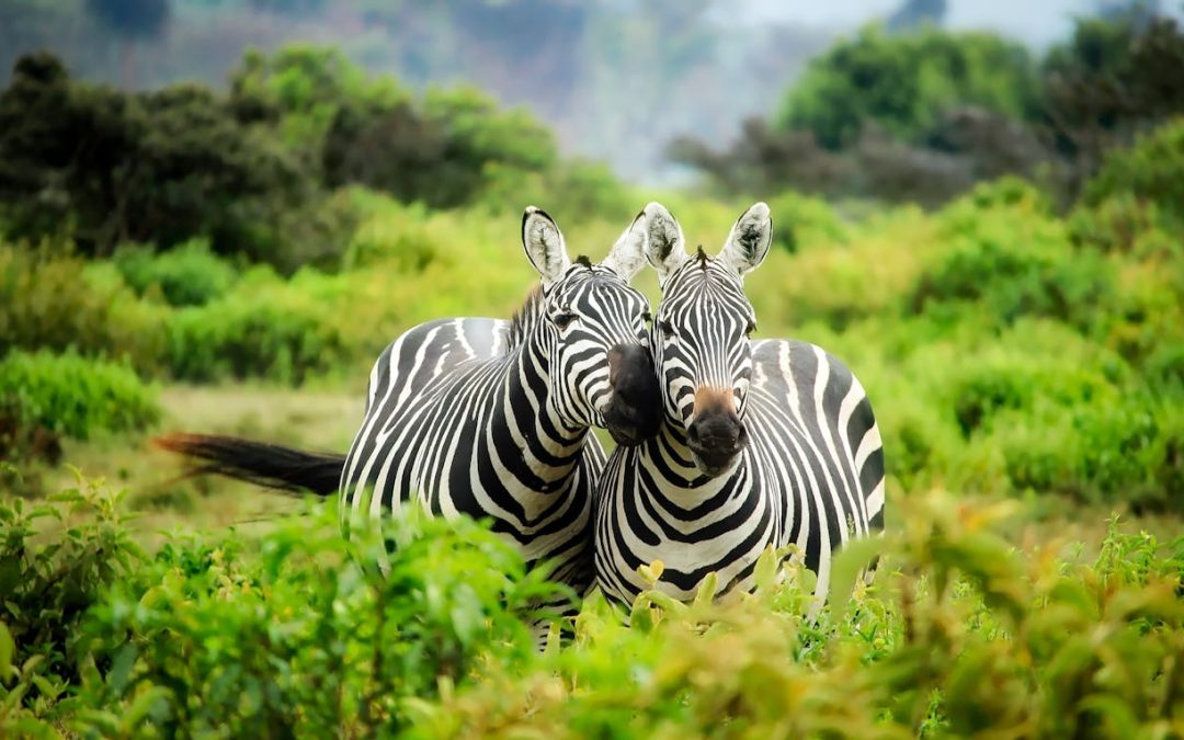 Waarom een safari in Afrika echt op je bucketlist moet staan